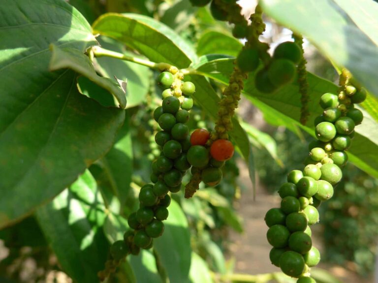 peppercorns on the tree 768x576
